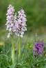 Early-Purple-Orchids