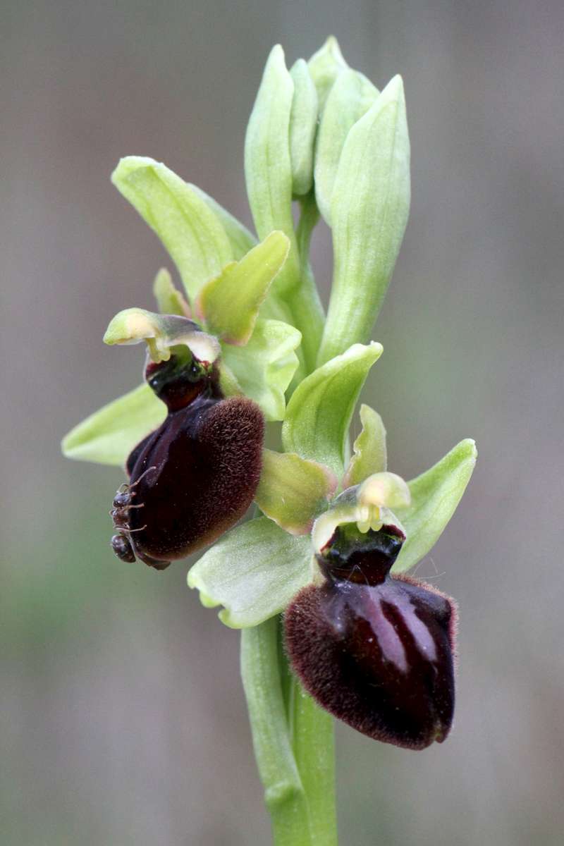 Early-Spider-Orchid