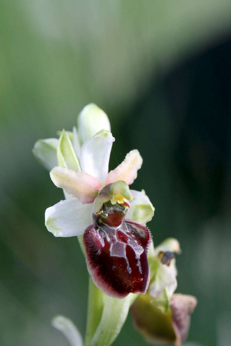 Early-Spider-Orchid-un-named-variation