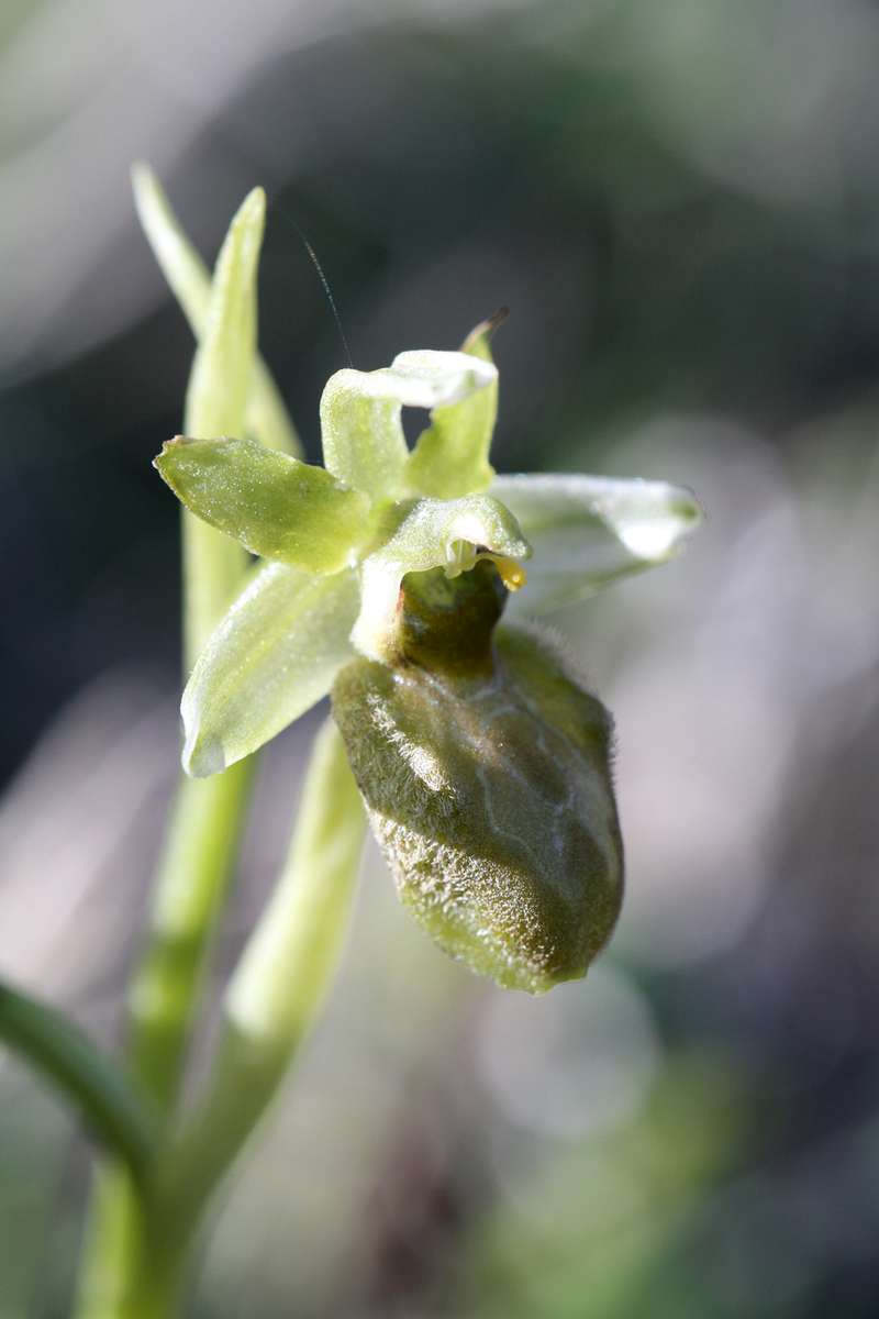 Early-Spider-Orchid-var-flavescens