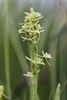 Fen-Orchid