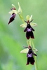 Fly-Orchid