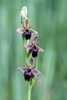 Fly-x-Bee-Orchid