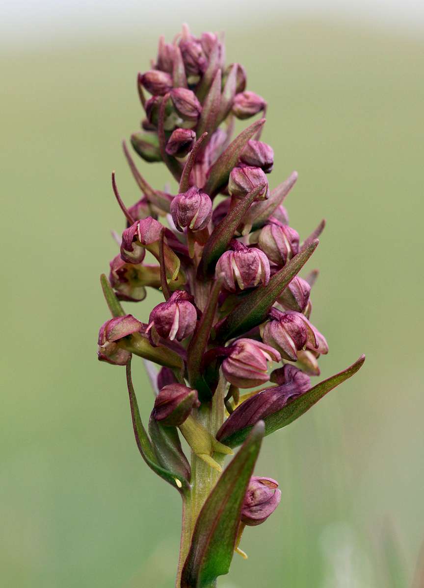 Frog-Orchid