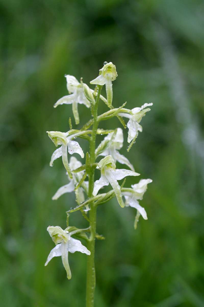 Greater-Butterfly-Orchid