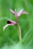 Greater-Tongue-Orchid
