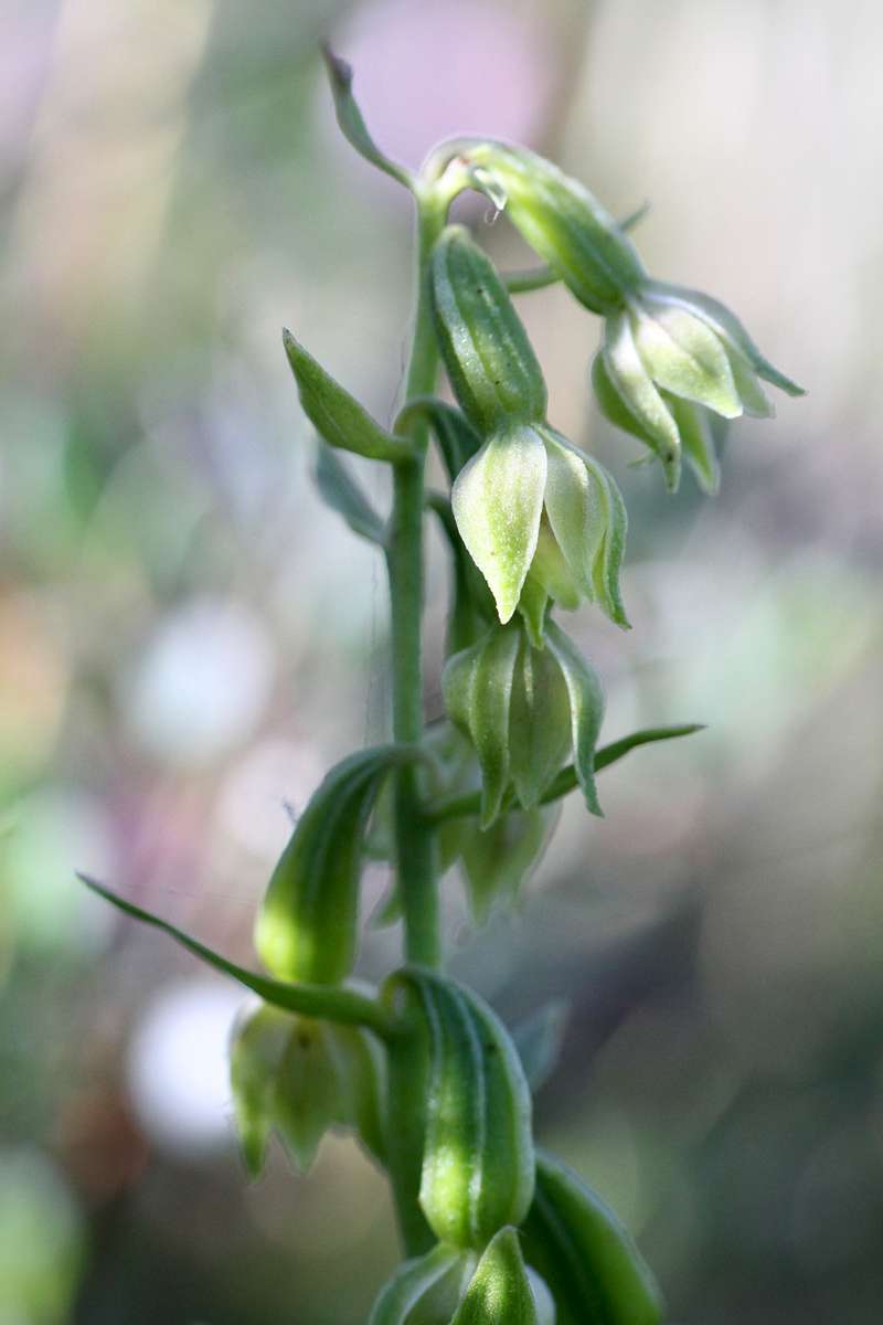 Green-flowered-Helleborine
