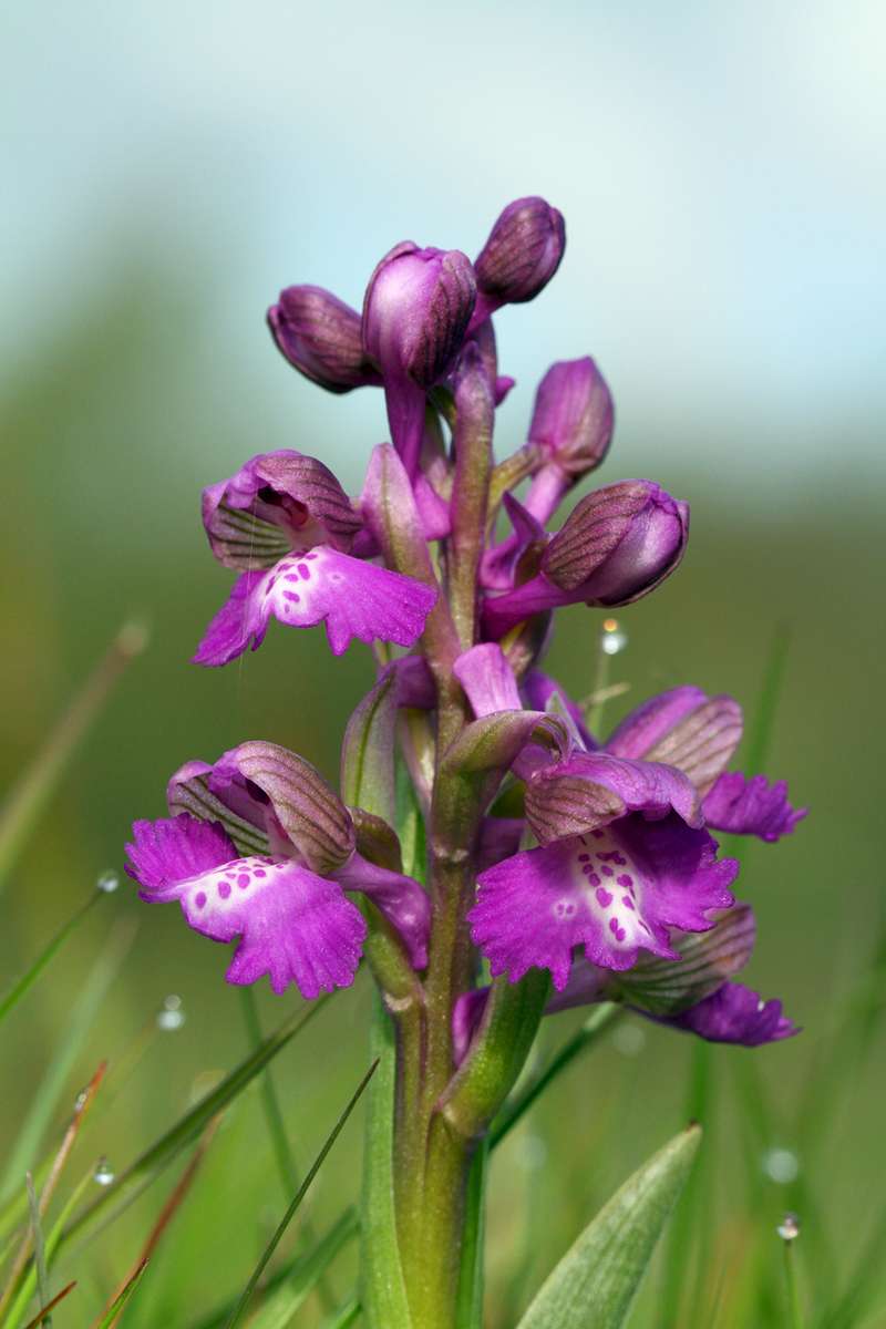 Green-winged-Orchid