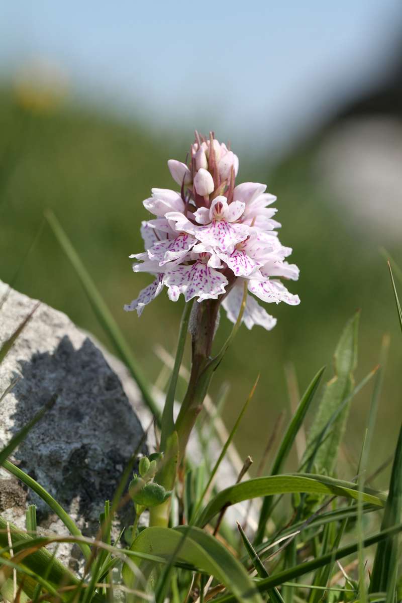 Heath-Spotted-Orchid