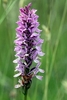Heath-Spotted-x-Heath-Fragrant-Orchid