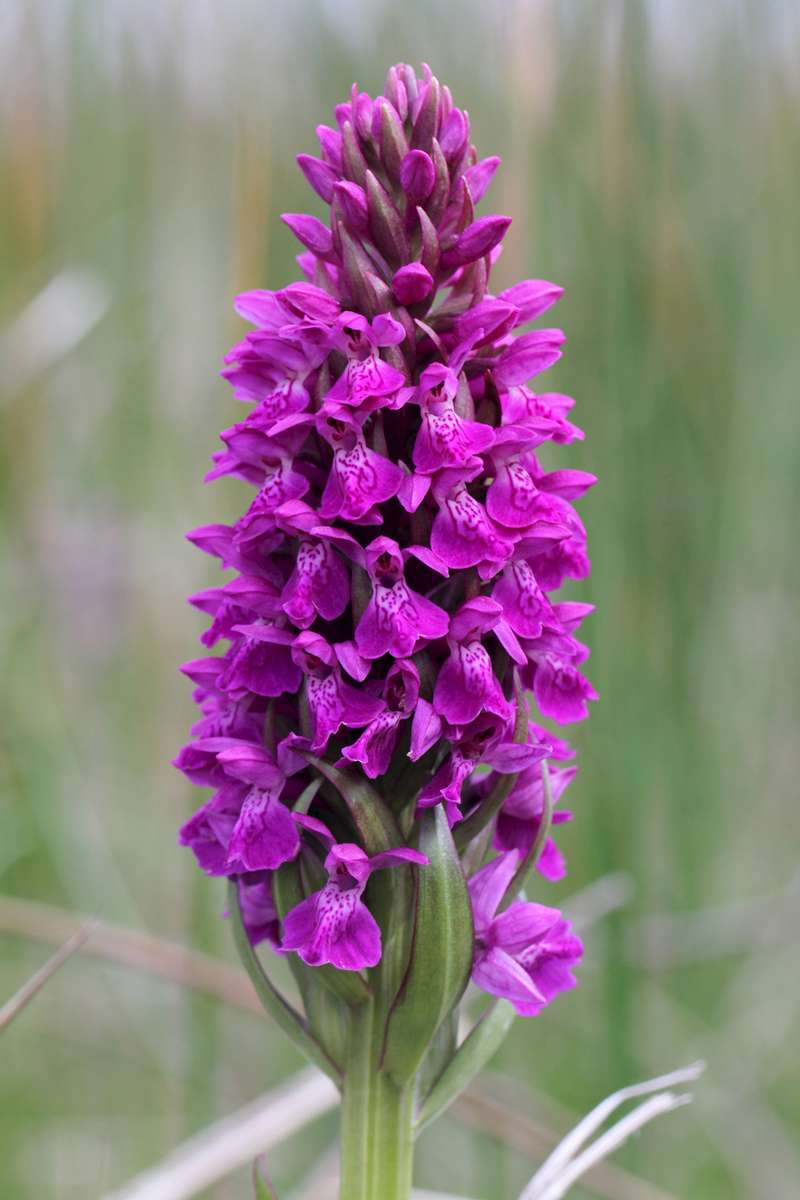 Irish-Marsh-Orchid