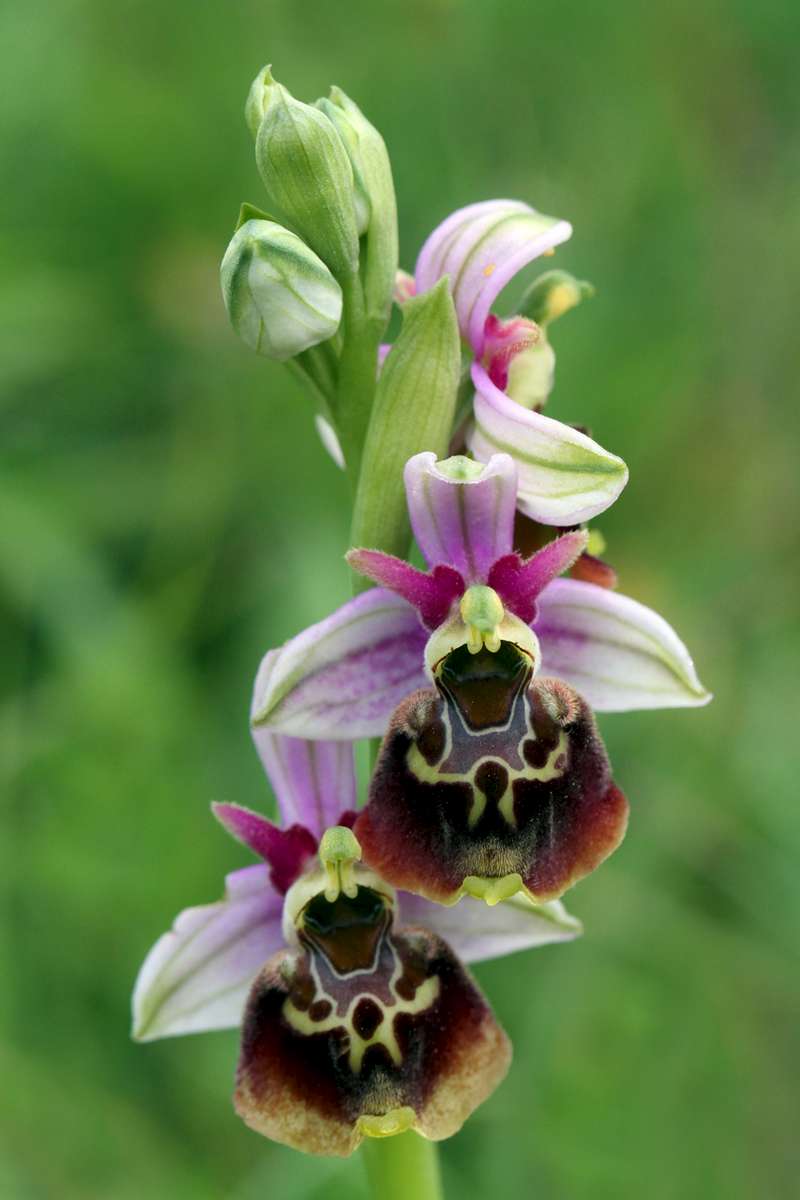 Late-Spider-Orchid