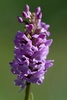 Marsh-Fragrant-Orchid