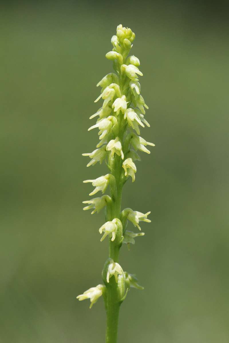 Musk-Orchid