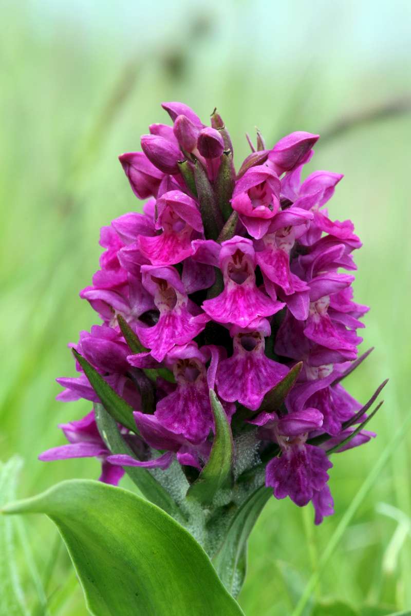 Northern-Marsh-Orchid