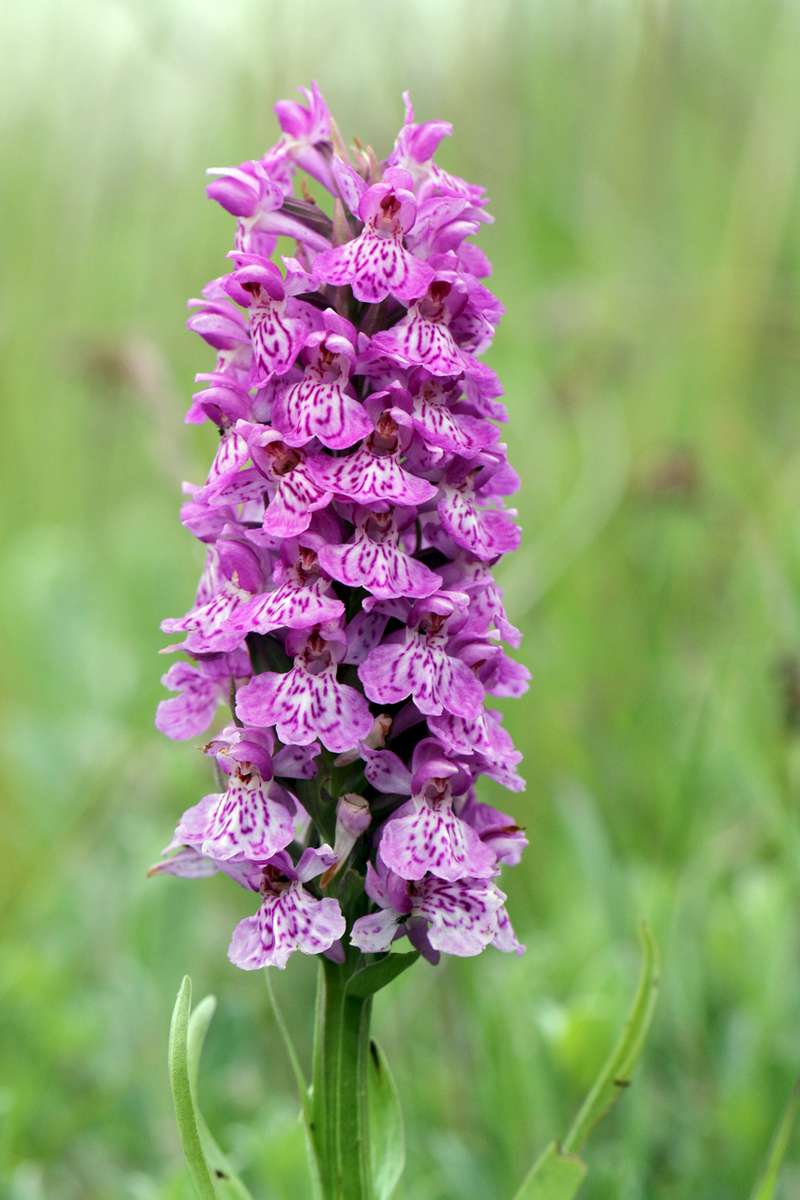 Northern-Marsh-x-Common-Spotted-Orchid-_Lindisfarne_
