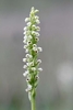 Small-White-Orchid