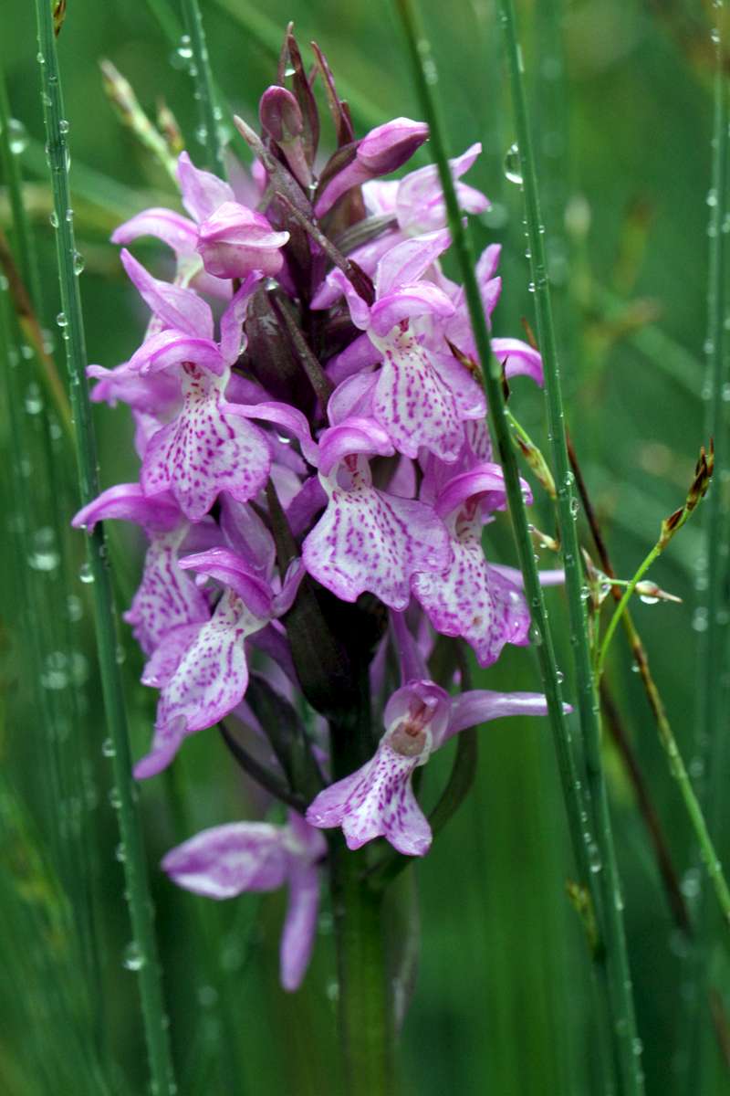 Southern-Marsh-Orchid