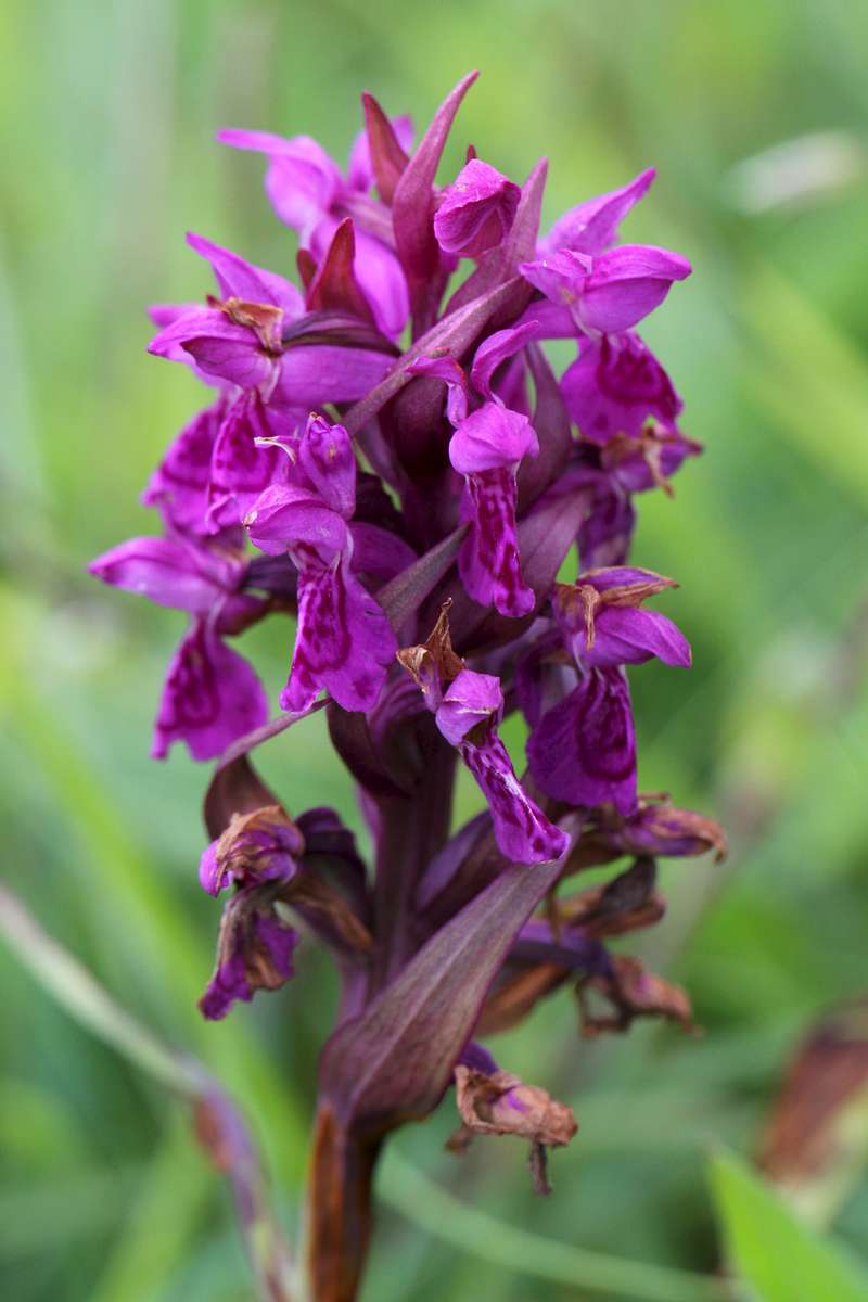 _Hebridean-Marsh-Orchid_