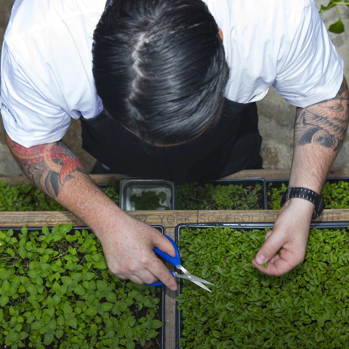 U IS FOR URBAN FARMING! From a 20,000+ square feet rooftop greenhouse in Gowanus to a basil-filled window box in Bay Ridge, every bit of green grown in this city is good. Chefs are getting in on the action too and growing what they can in their restaurants’ backyards. @musketmatt of Michelin-starred @musketroom exercises his green thumb behind his Nolita-located restaurant where he grows a variety of herbs and vegetables from fennel to peppers. He doesn’t grow his own quail but it’s one of the best I’ve ever had. #garden #newyork #food Share your U Food/Drink photo with #TNYeats so my cat can find it. Photo: @jamespomerantz