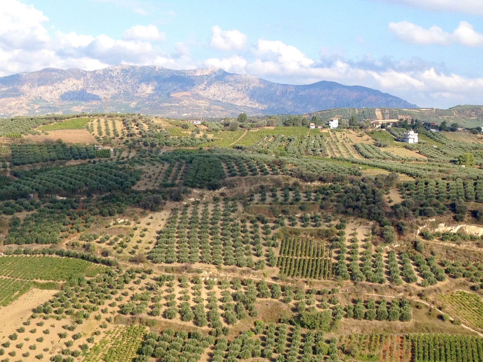 crete-olives-grapes