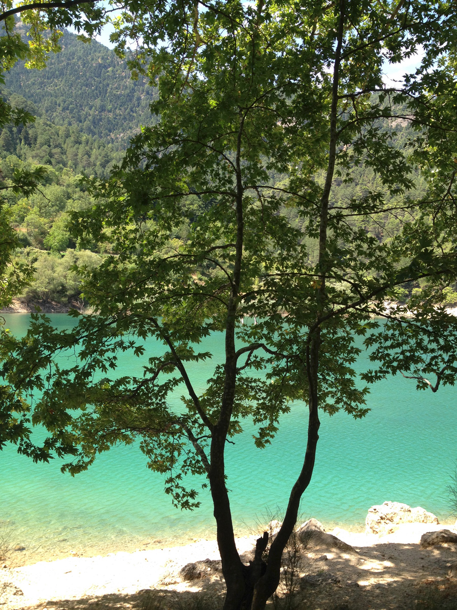 lake-tsivlou-tree