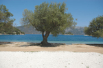 olive-tree-beach1