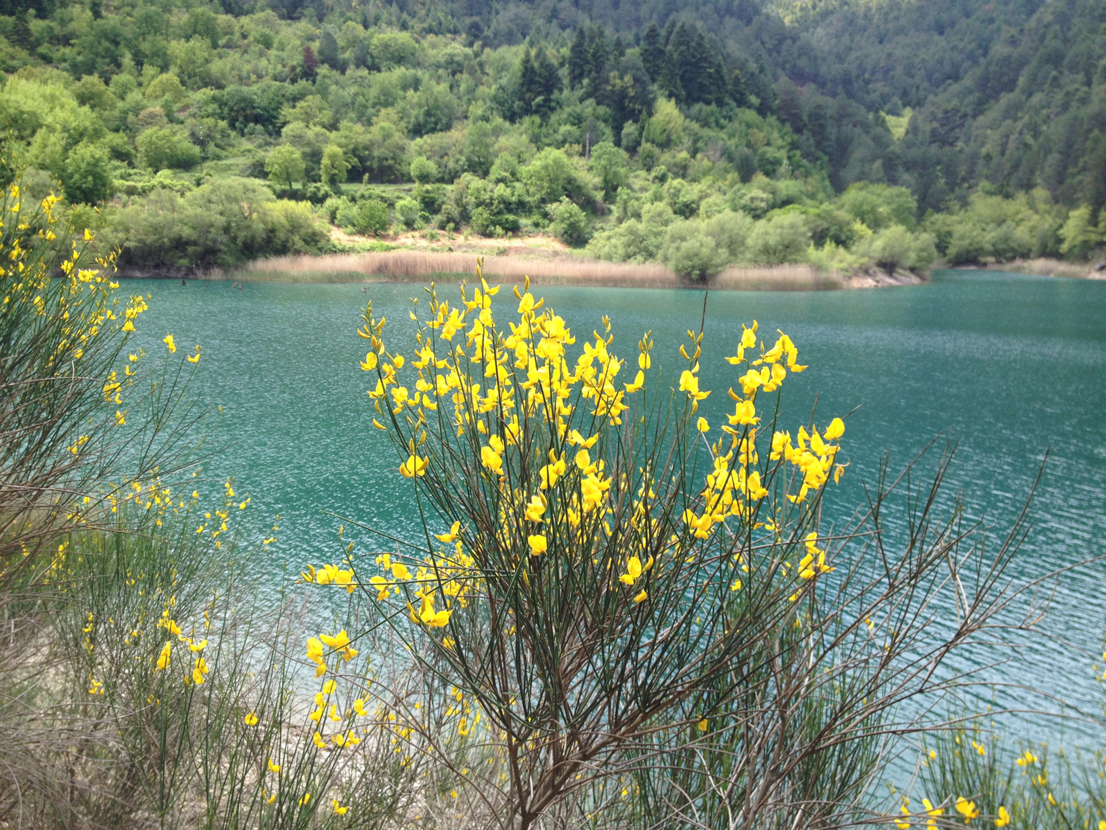 yellow-flowers-lake