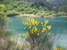 yellow-flowers-lake