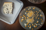 bacteria-cheese-biology