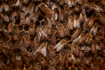 bees-hive-farm