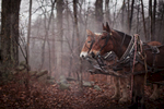 draft-horse-forest