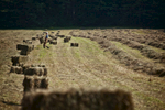 hay-field-bale