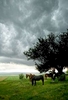 horse-pasture-storm