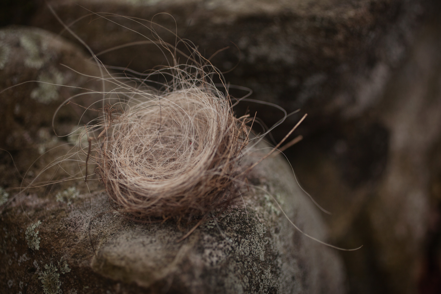 nest-hair-nature