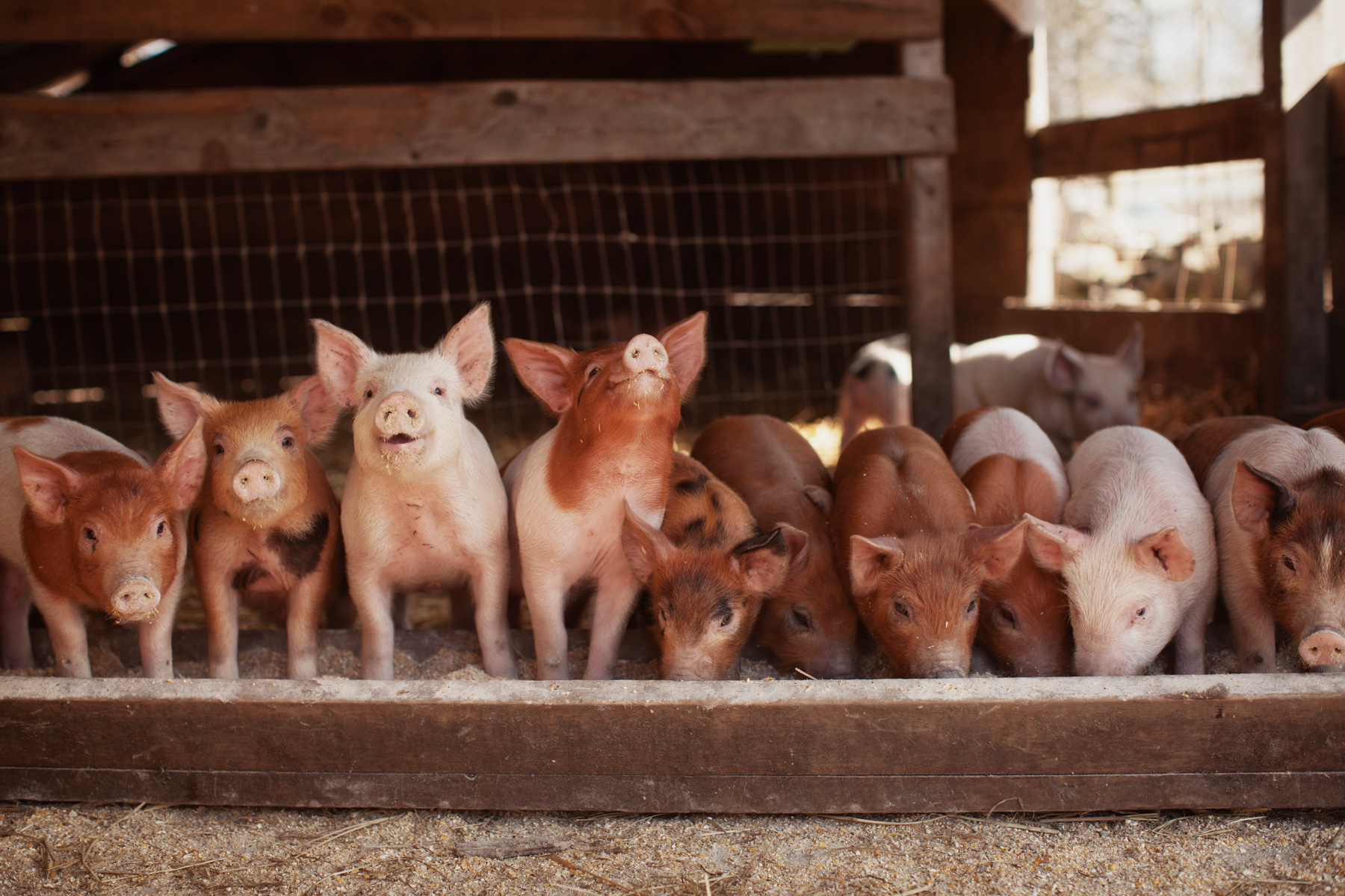 piglets-farm-eating