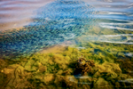 7/30/10 Orleans, MA -- A school of minnows swims near a patch of macro algae or {quote}sea lettuce{quote} which has been thriving on the high nitrogen levels in Areys Pond, a saltwater bay in Orleans, Mass. July 30, 2010.  Erik Jacobs for the New York Times