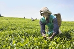 Tea plantation, Rwanda