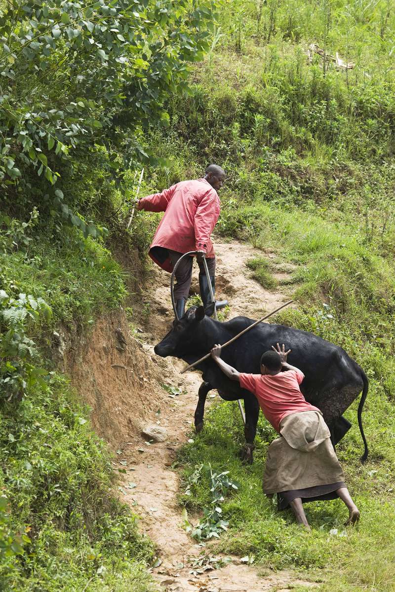 Reluctant cow, Rwanda