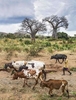 Baobobs and cows, Malawi