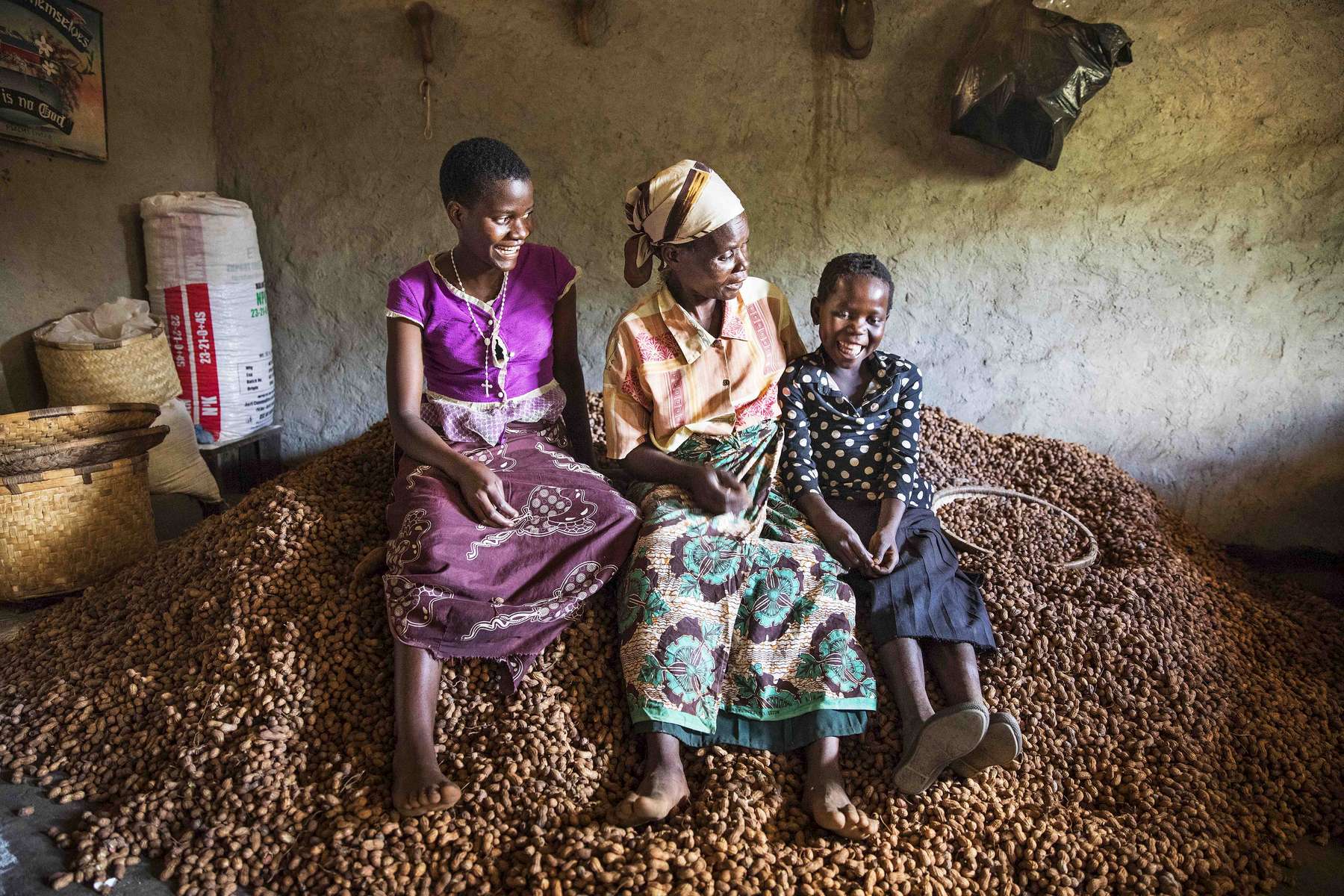 Peanut harvest, Malawi