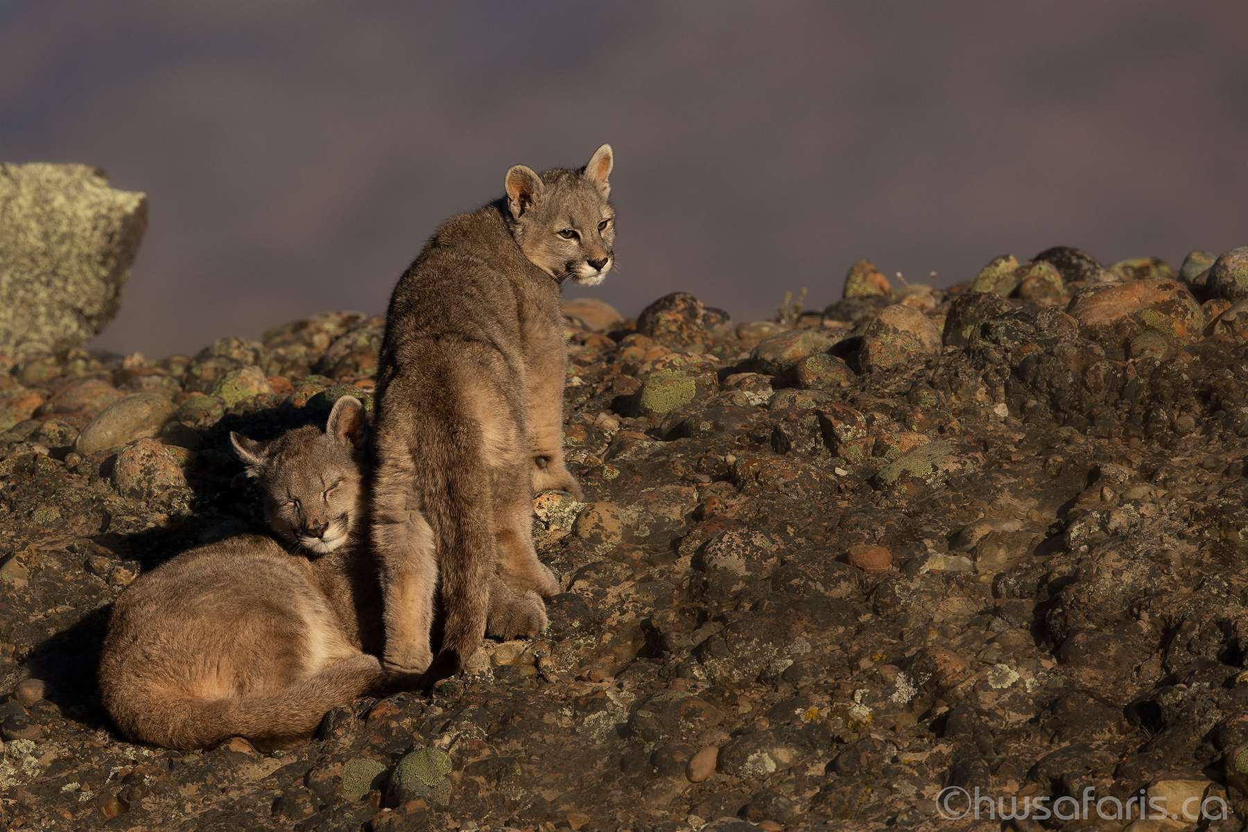 Picture of puma cubs