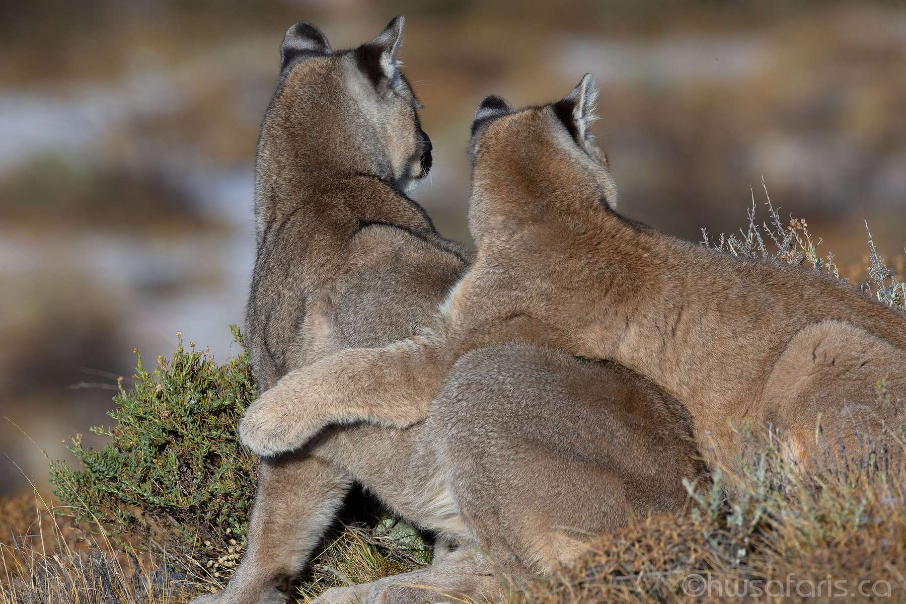 Picture of puma cubs hugging