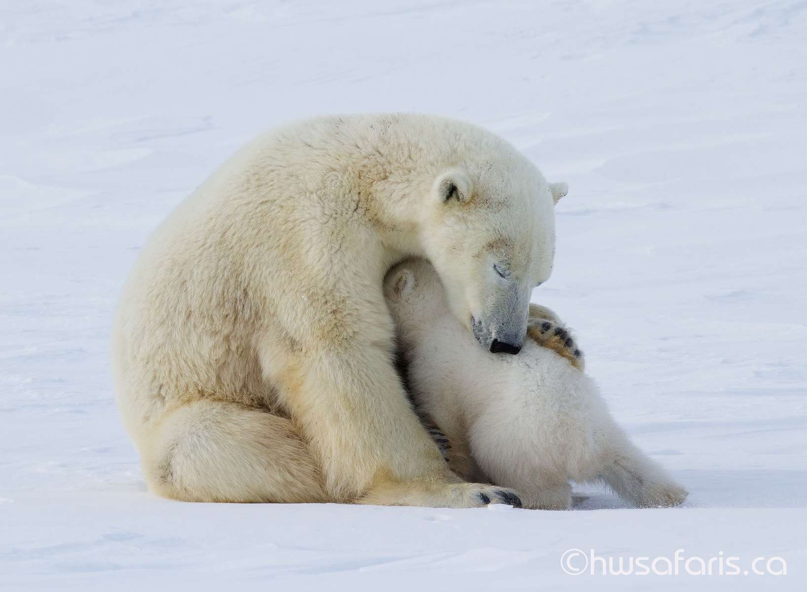 Picture of polar bear hugging her cub