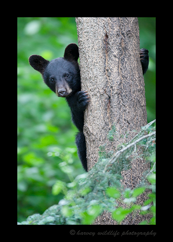 black bear cub in a tree