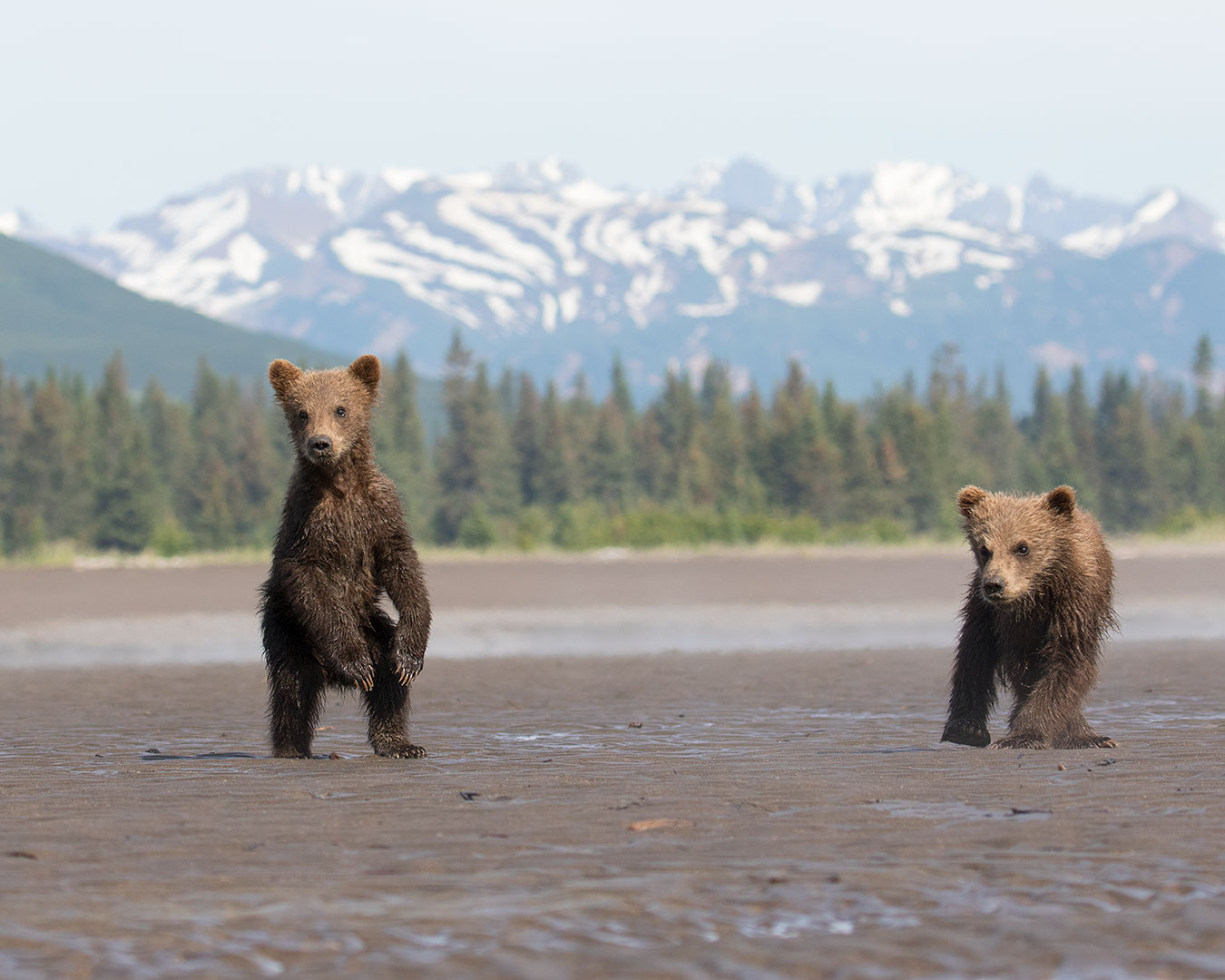 Brown Bear Cubs and Mountains