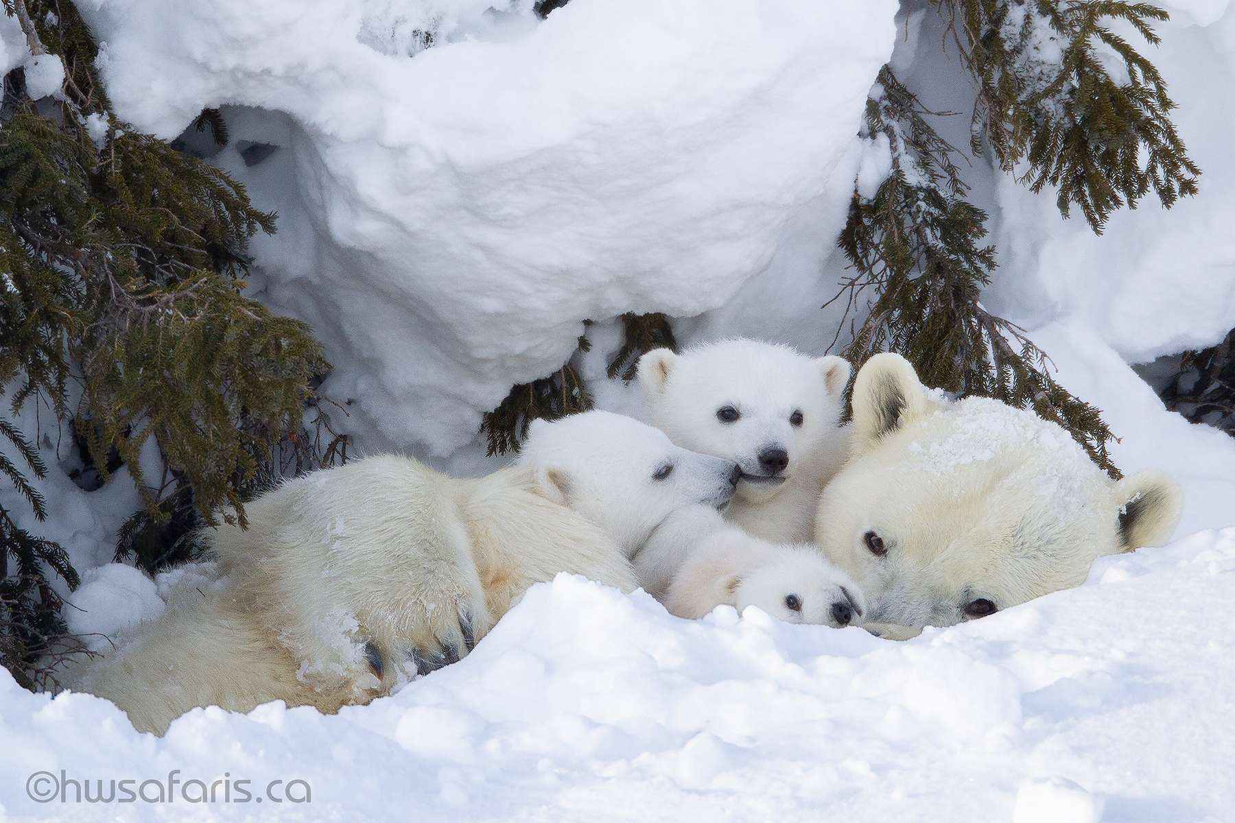 Picture of polar bear triplets