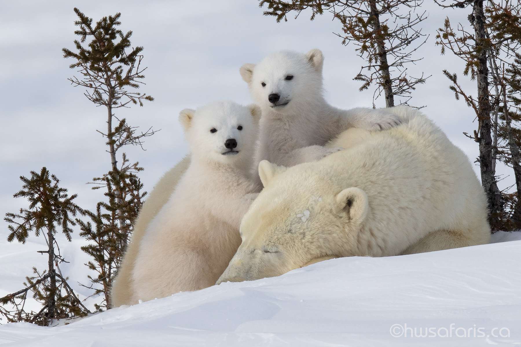 Polar-bear-twin-cubs-on-moma