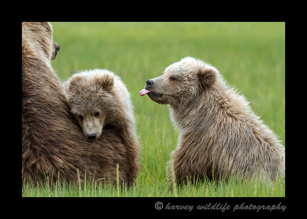 Brown bear family. Cub sticking his tongue out at his sibling. Pitcture taken in Alaska by Greg Harvey of Harvey Wildlife Photography during an HW Photo & Safaris tour.
