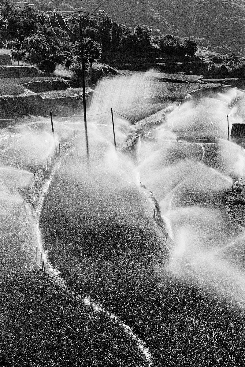 Arrosage des terrasses sur lesquelles sont cultivés les oignons doux. Taleyrac, 26 juin 2021.